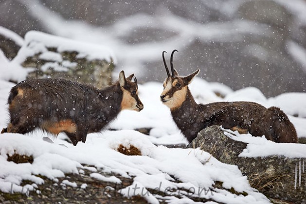 Chamois dans le massif du Grand Paradis, Italie