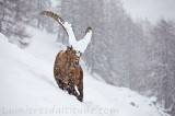 Bouquetin, Grand Paradis, Italie