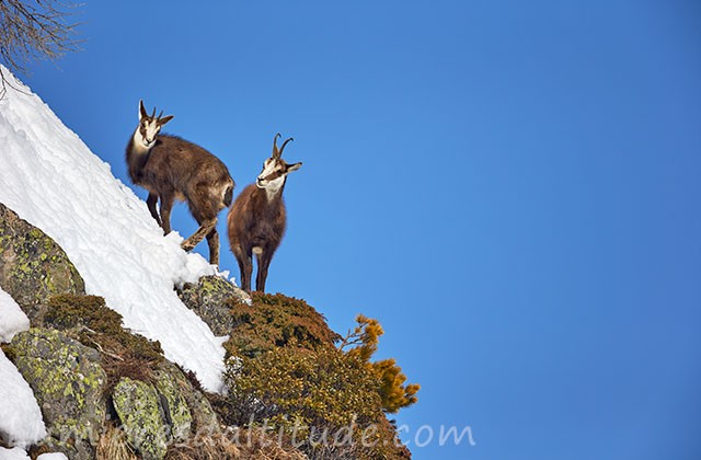 Chamois dans les aiguilles Rouges; Chamonix