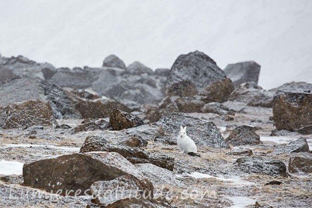 Lievre artique, Terre de Baffin, Canada