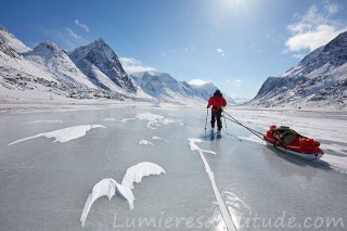 Mouette de neige, Terre de Baffin, Canada