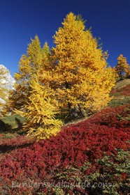 Colors in Val Ferret