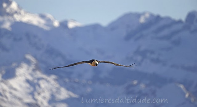 Bearded vulture