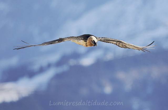 Bearded vulture