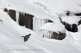 Young vulture in ice land