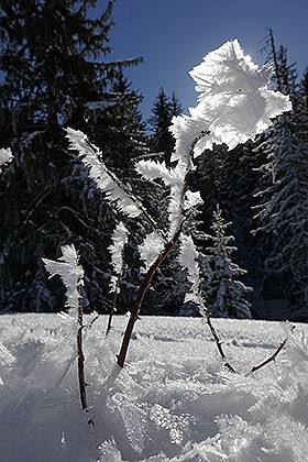 La sentinelle de givre