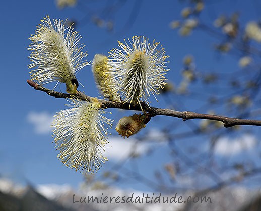 Le printemps arrive