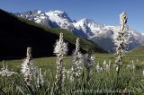 Flowers and Meije summit