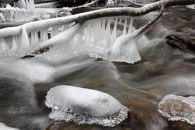 La méduse de glace