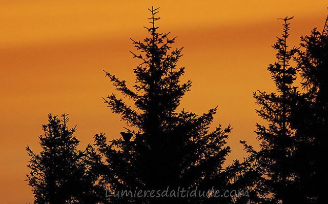 Sur son sapin perché ...