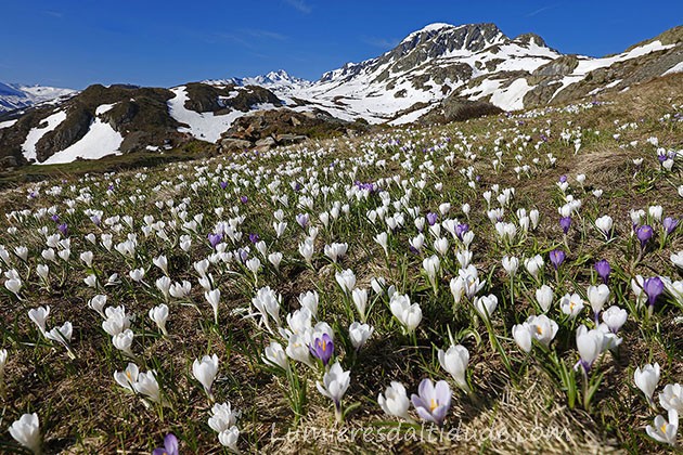 Crocus à l'Etendard