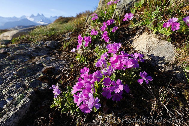 Primeveres et Aiguilles d'Arves