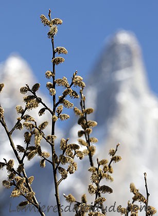 Printemps aux Drus