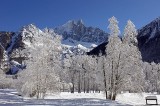 Les bouleaux de givre