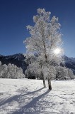 Le solitaire de givre