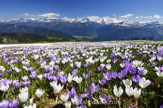 L'avalanche de crocus