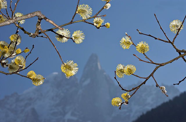 Bourgeons et aiguille du Dru