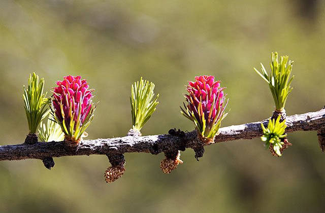 Bourgeons de Meleze