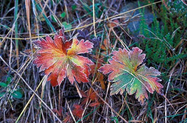 La danse des couleurs