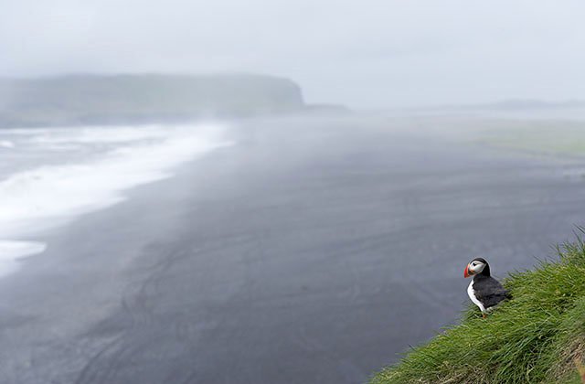 Dyrholaey, région de Vik