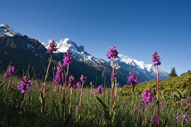 Orchidées