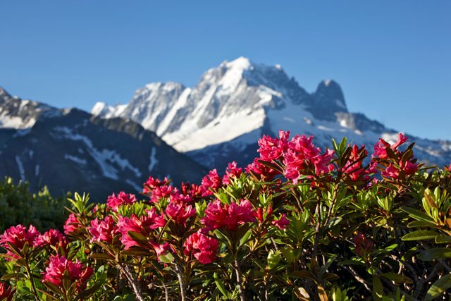 The aiguille Verte