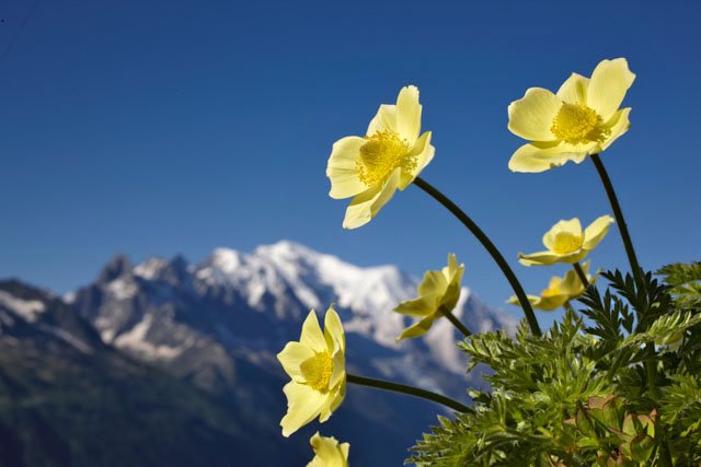 Anémones Pulsatilles et Mont-Blanc