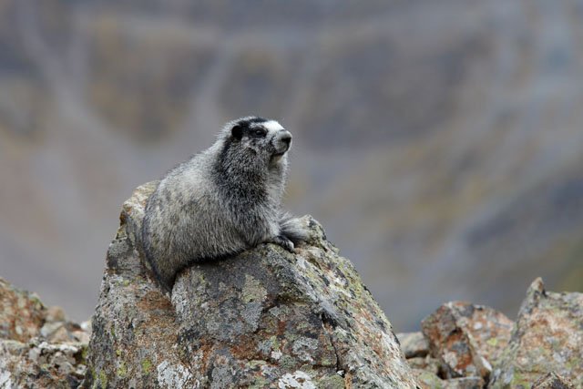 Tombstone mountains, marmotte