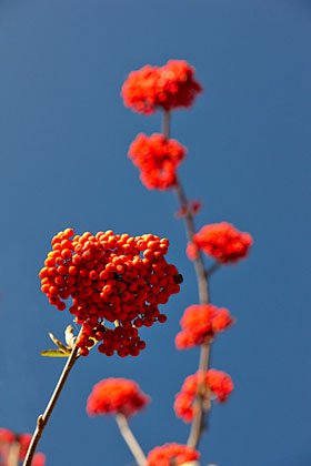 Ikebana, sorbier des oiseleurs
